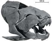 GNATHOSTOMES: vertebrates with jaws Placodermi earliest jawed fish Dermal armor pronounced; true