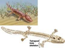 Tetrapods and the Transition to Land Tetrapods: Four feet In place of pectoral fins, have limbs that can support weight on land Have digits that allow transmission of force to ground when walking