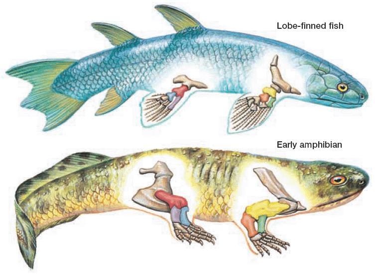 Section 1 Vertebrates in the