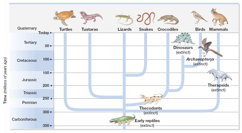 Section 2 Terrestrial Vertebrates Early Reptiles, continued This phylogenetic tree