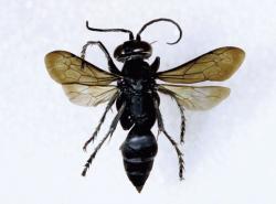 In urban areas, cricket-hunter wasps may nest under or in the walls of buildings. When this happens, the offspring of nest-building females may emerge into indoor rooms.