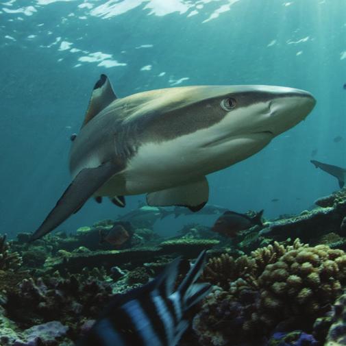 Habitats & Adaptations - Teacher s discussion notes SHARKS Visit Area: OCEAN TUNNEL There are over 350 species of shark in the world, living in all kinds of different habitats from warm tropical