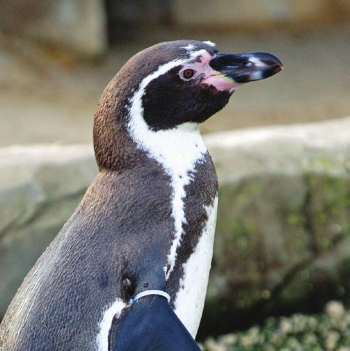 Humboldt Penguins live on the Pacific coasts of Peru and Chile what do you think are the biggest threats to their survival?