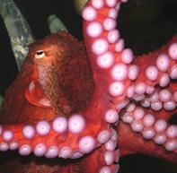An octopus will collect shells and other objects to construct a fort around its home for extra protection. Can you guess what predators octopuses have? Octopuses most common predators are Moray Eels.