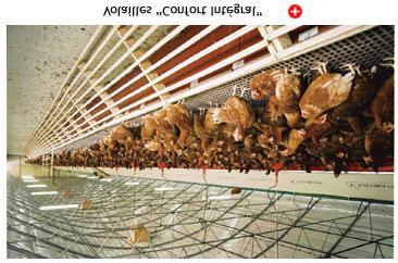 Industry welfare standards United Egg Producers National Chicken Council National Turkey
