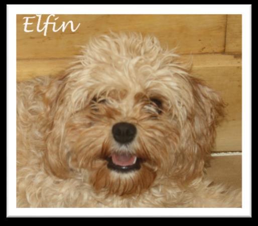 .. Elfie s smaller CavaPooChon puppies should have red, golden and red/white coats that are soft curl or wavy. Junie Moon X Dash (~ 10 lbs. or less) XS CavaPooChons 1.