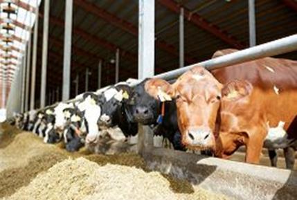Why Antimicrobials in Livestock?