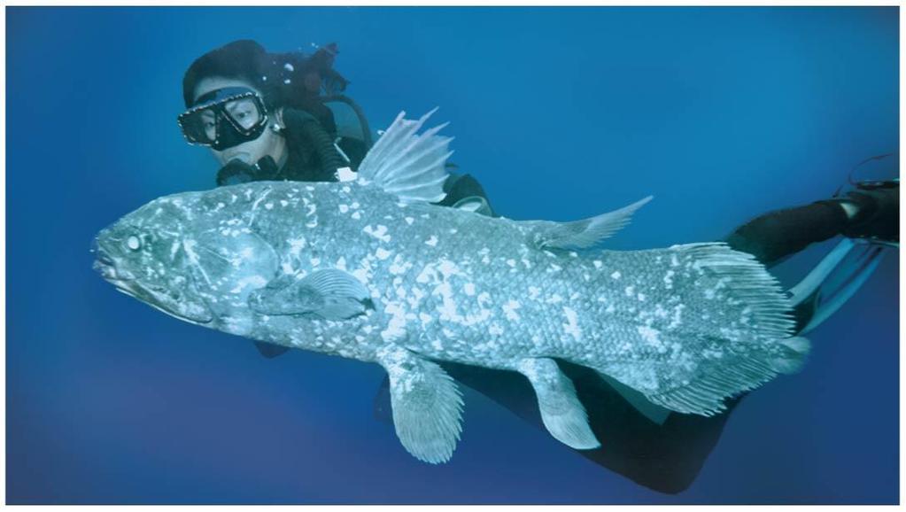Three lineages survive and include coelacanths, lungfishes, and tetrapods Coelacanths were thought to have become