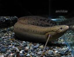 The living lungfishes are all found in the Southern Hemisphere Though gills are the main organs for gas exchange, they can also