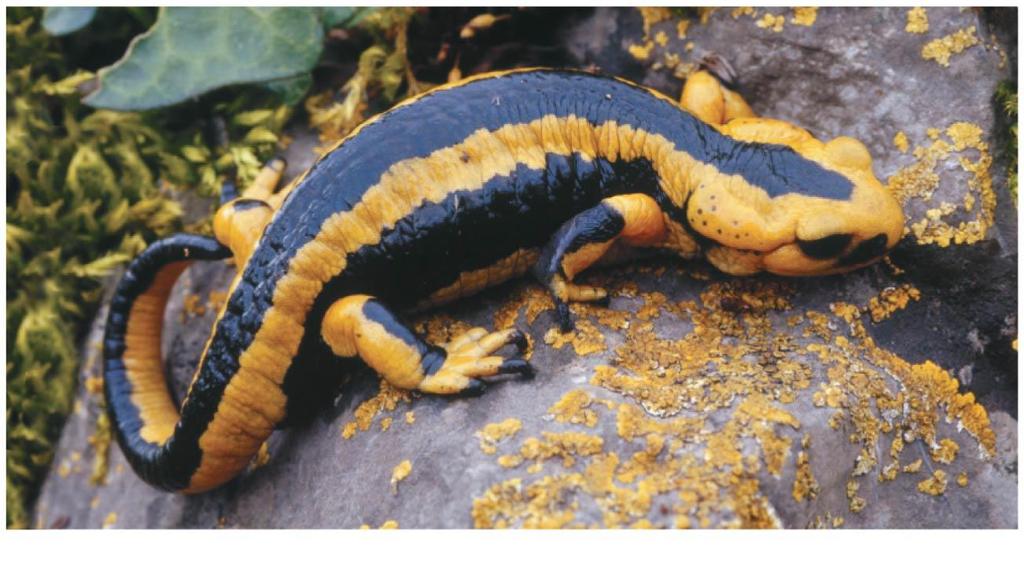 Salamanders (Urodela) Salamanders (urodeles) are amphibians with tails Some are aquatic, but others live on land as adults or