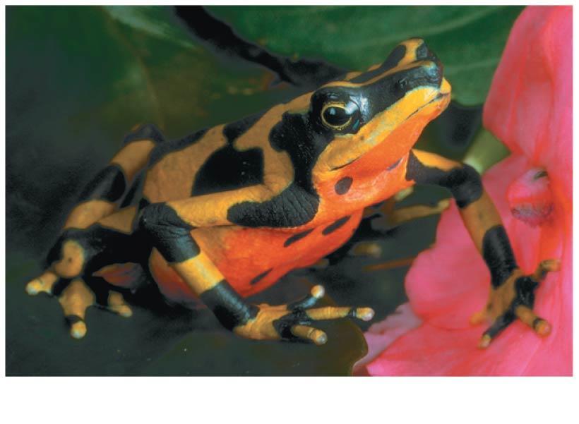 Frogs (Anurans) Frogs (anurans) lack tails and have powerful hind legs for