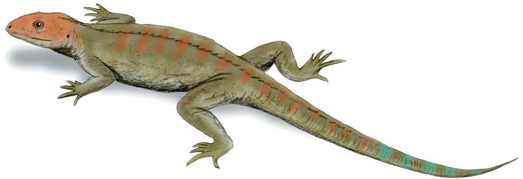 Early Amniotes Living amphibians and amniotes split from a common ancestor about 350 million years ago Early amniotes were