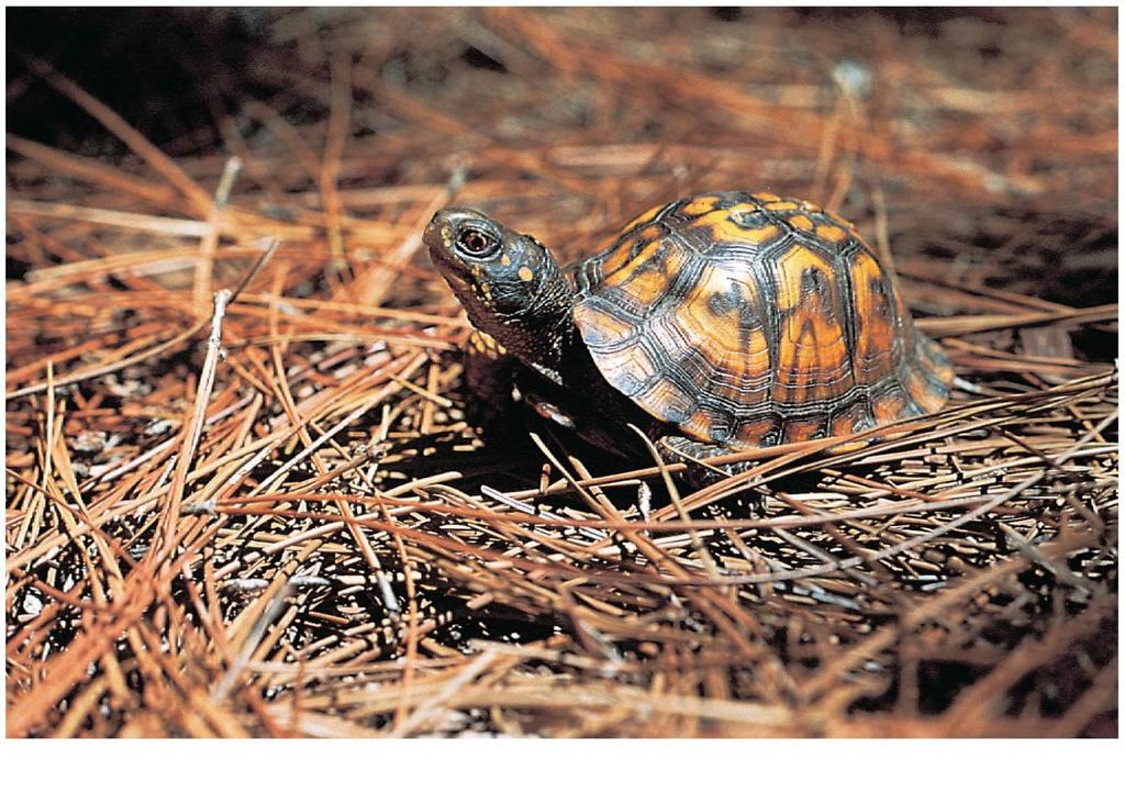 Turtles The phylogenetic position of turtles remains uncertain All turtles have a boxlike shell made of upper and lower shields that are fused to the vertebrae, clavicles, and