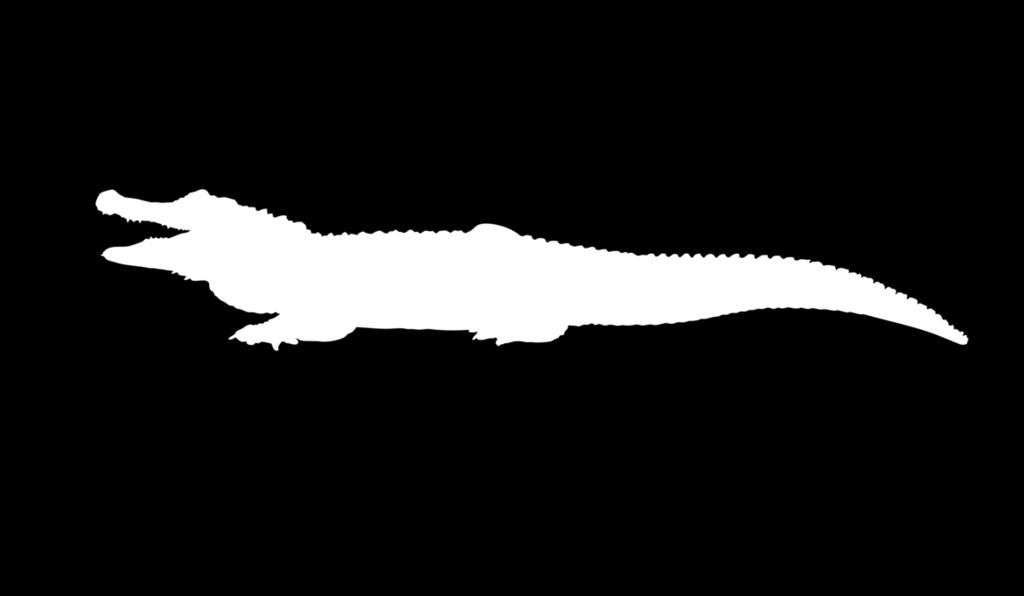 Crocodilians Crocodilians (alligators and crocodiles) belong to an archosaur lineage
