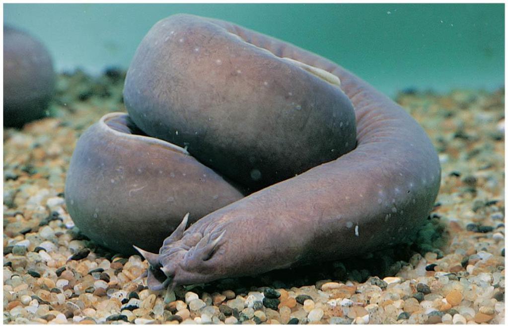 Hagfishes Hagfishes (Myxini) are jawless vertebrates that have a cartilaginous skull, reduced vertebrae, and a flexible rod of cartilage derived
