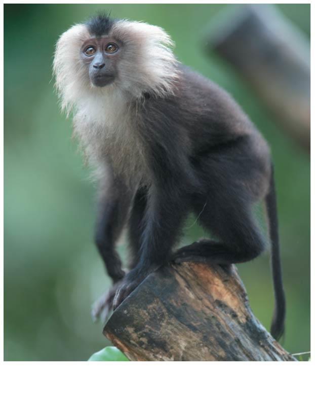 Old World monkeys underwent separate adaptive radiations during their many millions
