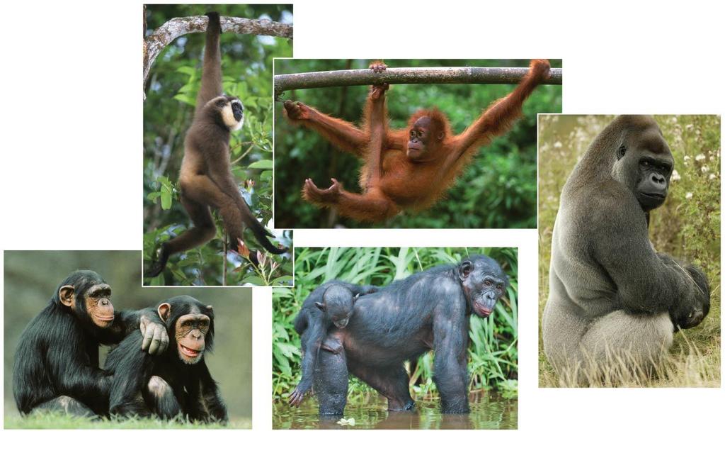 The other group of anthropoids consists of primates informally called apes - gibbons, orangutans, gorillas, chimpanzees, bonobos, and