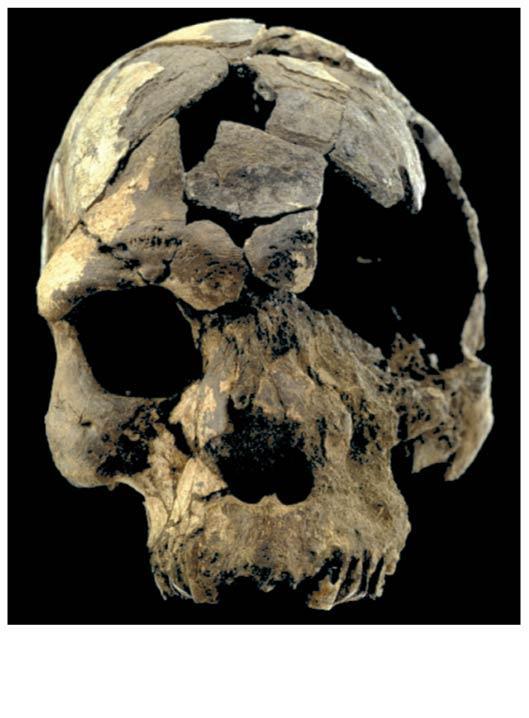 Homo sapiens appeared in Africa by 195,000 years ago All living humans are descended