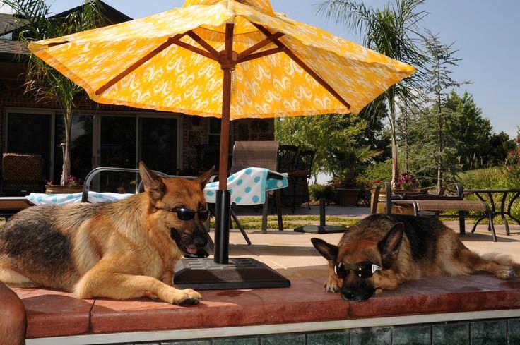 Duston German Shepherd Dog Training Club Newsletter Summer Edition Welcome to the Summer Newsletter.