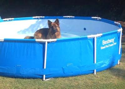 The Dog Of The Issue (or DOTI) features Lego, owned by Victoria Keates, having a great time in his paddling pool.
