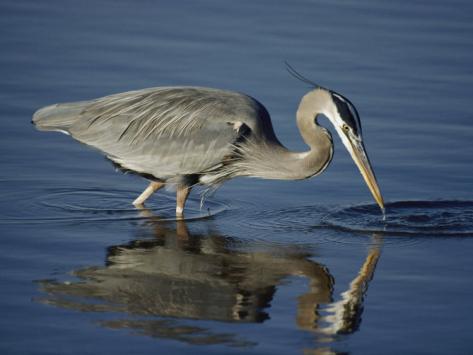 Fig. 2. Great blue heron wading through water in search of food.
