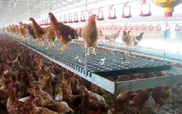 Place perches on slats to maintain good litter conditions and control floor eggs. Avoid slippery perches.