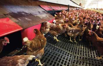 Preventing Floor Eggs in Aviary/ Barn Systems Grow pullets in compatible aviary or barn systems. Train pullets to jump early, by giving access to the aviary system by 15 days of age.
