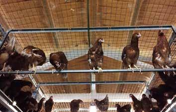 Management of Aviary Flocks (continued) Aviary systems typically have the upper level as a