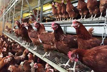 INTRODUCTION Management systems which are alternatives to conventional (intensive) layer cages have been developed to satisfy the increasing consumer demand for eggs produced in systems that provide