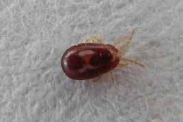 External Parasites Red Mite (Dermanyssus gallinae) Red mite is an important external parasite in laying flocks in all systems of management.
