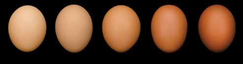 Egg Quality and Egg Size Distribution AGE (weeks) EGG QUALITY HAUGH UNITS BREAKING STRENGTH SHELL COLOUR 20 97.8 4605 89 22 97.0 4590 89 24 96.0 4580 89 26 95.1 4570 88 28 94.2 4560 88 30 93.