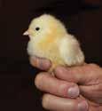 For every 5 percentage point increase above 60% Chick relative humidity, reduce brooding Chick temperature comfort 1 C.