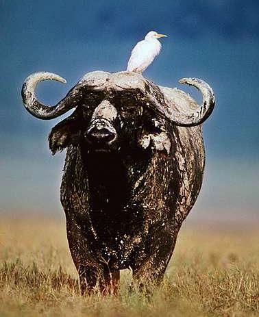 Cattle Egret and Cape Buffalo In this interaction, the cattle egret is a bird that follows around the buffalo as it eats.
