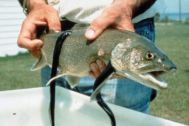 What type of relationship is this? Sea Lamprey and Lake Trout In this interaction, the lamprey attaches itself onto the trout.