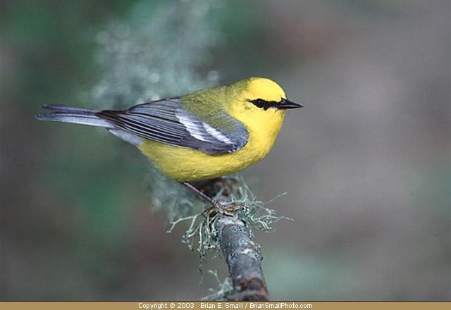 Blue-winged Warbler and Golden-winged Warbler In this interaction, both birds select territories around the edge of forests and