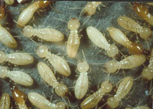 Bacteria and Termites In this interaction, bacteria live in the gut of termites.