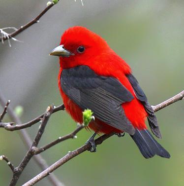 When the female tanager is not looking, the cowbird will lay one of its own eggs in the tanager nest.