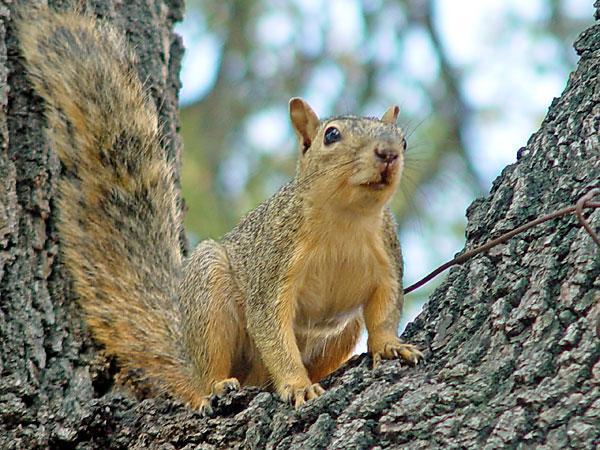Fox squirrels and gray squirrels also eat the same types of food, in general.