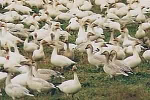 Snow Geese and Tundra Grasses In this interaction, the snow geese consume the grasses for their