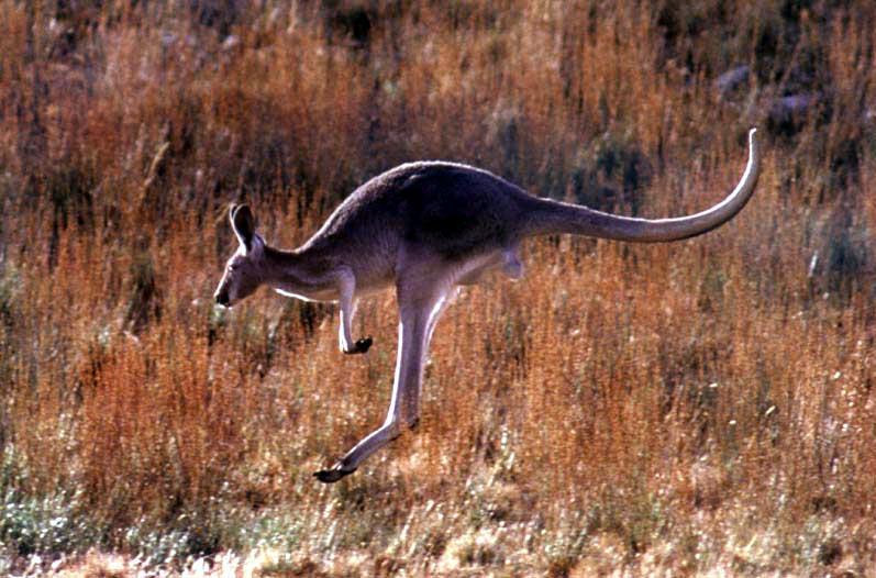 When each species live in the same area, there are not as many rabbits or kangaroos than there could be if both species were