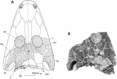 SHISHKIN AND RUBIDGE: LOWER TRIASSIC AMPHIBIAN 659 TEXT-FIG. 2. Broomistega putterilli, holotype TM 184, skull in dorsal view; Harrismith Commonage, Lystrosaurus Assemblage Zone, Lower Triassic.