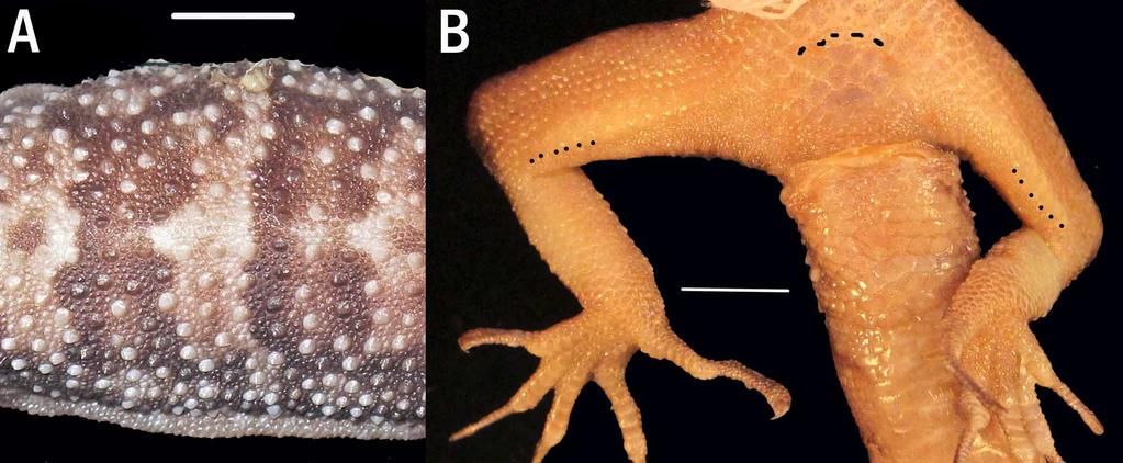 FIGURE 3. (A) Trunk scalation of the holotype of Cyrtodactylus dumnuii sp. nov. at midbody. Note the well-developed ventrolateral fold and the relatively dense packing of the keeled dorsal tubercles.