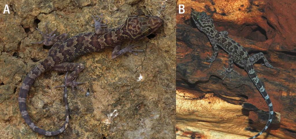 Scale bar in both panels equals 5 mm. FIGURE 4. Life photos of Cyrtodactylus dumnuii sp. nov. (A) Uncollected adult specimen from type locality. (B) Captive specimen.