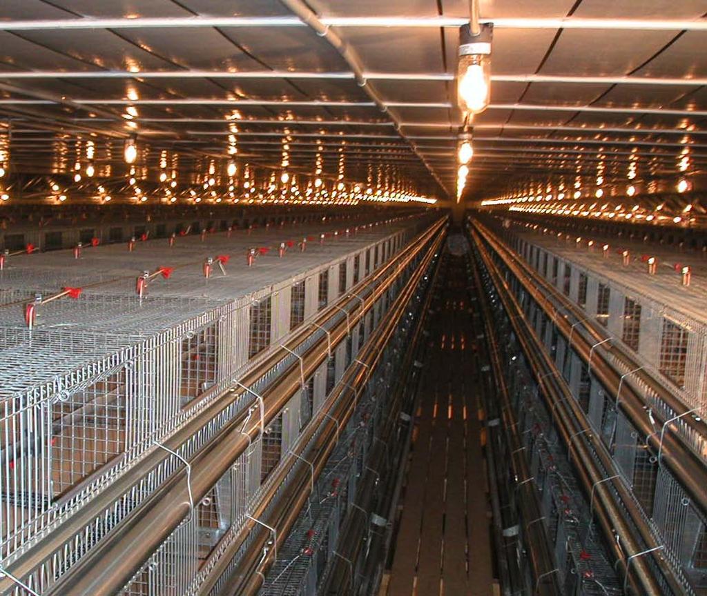 A-Frame Cages for Pullets Chore-Time s A-Frame Cage System for pullets provides an excellent environment for growth and maximum feed savings.