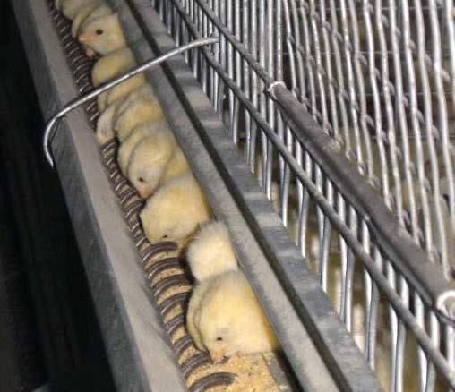 * Galfan cage floors provide years of trouble-free use. Flexible cage floor is better for birds feet.