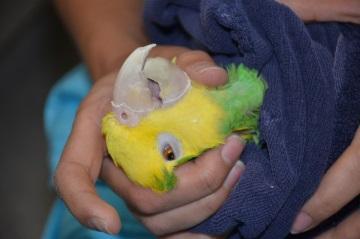 If needed, hold the towel below, around the legs and tail feathers, to avoid placing pressure on the caudal air sacs.