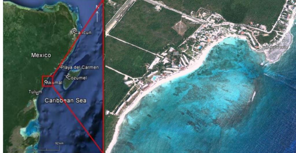 The aim of this project is to investigate the abundance and distribution of immature green turtles in Akumal Bay in relation to the abundance and distribution of seagrasses Thallassia testudinum,