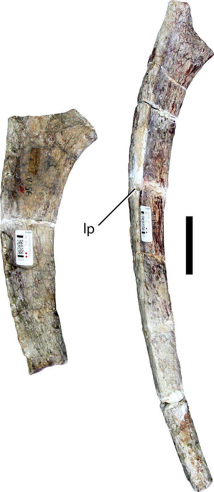 Figure 6 Dorsal ribs (IVPP V156B). Abbreviations: lp, lateral plate. Scale bar equals 5 cm. Photographs by B.W.M.