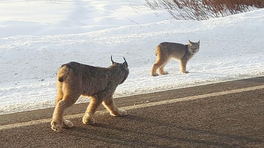 Amazed skiers and snowboarders run into rare lynx in Colorado By Associated Press, adapted by Newsela staff on 01.10.