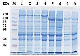 Figure (1): Liver protein profile bands of five Egyptian snakes separated on a SDS-PAGE.